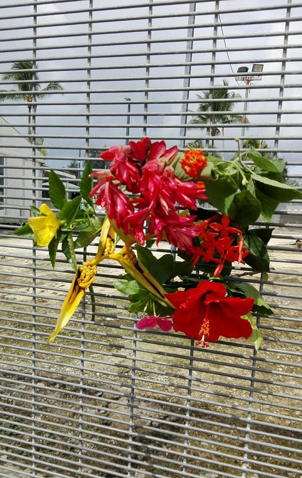 flowers-from-mohammad-ali-malekis-garden-on-the-fences-of-manus-island-copy